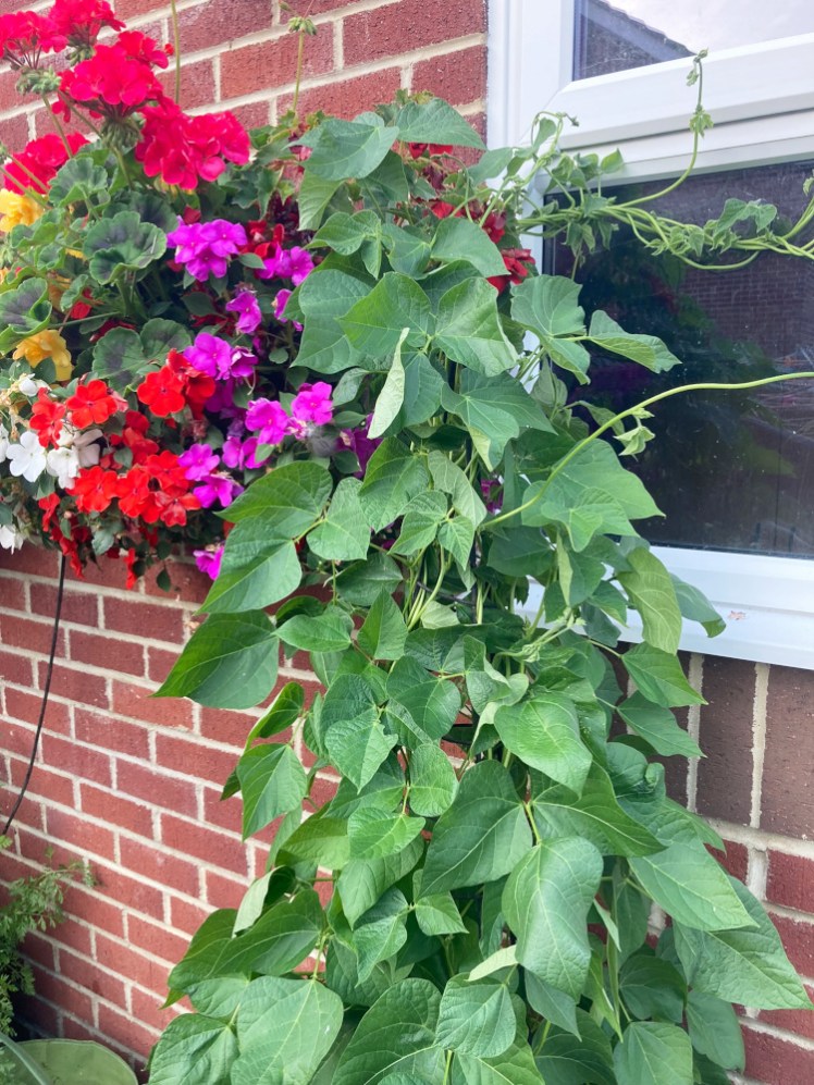 A lot of big bushy bean leaves growing around a black wire obelisk, which you can't see. It's up against the garage wall and to the left, you can see hanging baskets full of red and purple flowers.