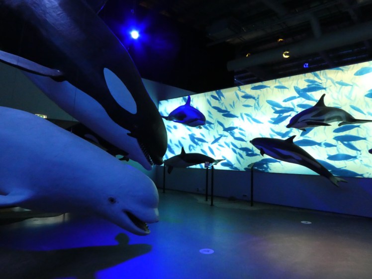 The dolphin room. IN the foreground is a happy-looking beluga. Behind it is the big orca from my selfie earlier and behind are various dolphins in leaping positions. Behind them is an illuminated wall covered in an absolute school of dolphins and porpoises.