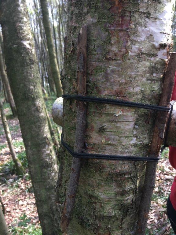 Building a natural shelter & protecting the tree bark