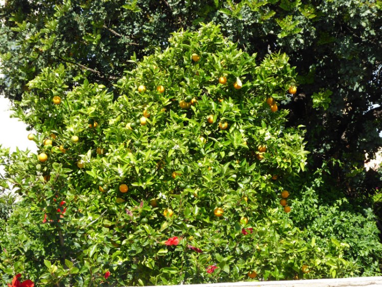 Orange tree in Cyprus