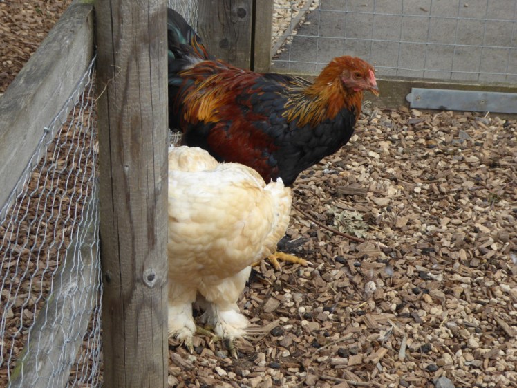 Two chickens. A colourful cockerel is exiting the coop while a fluffy white one is entering, so that you can't see its head. Neither is shrieking.