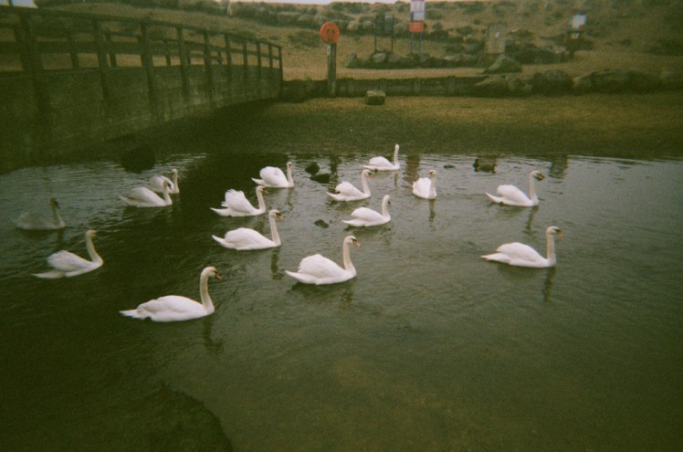 A little flock of swans floating under a wooden bridge on a narrow stream.