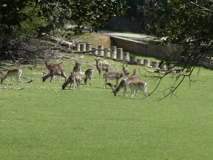 A herd of deer, one of them staring right at me, in a meadow with a Roman bathhouse as backdrop.