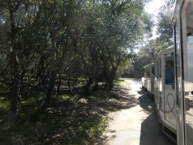 The land train trundling up a narrow road lined with olive trees and other Mediterranean scrubs close enough that nothing could pass in the other direction.