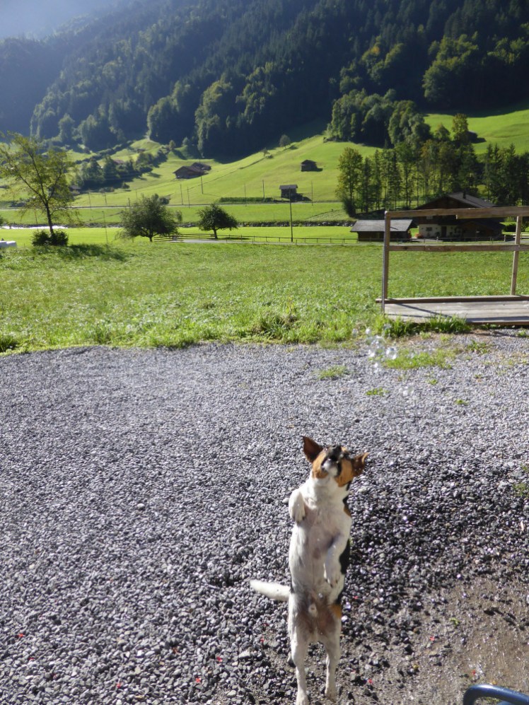 A Jack Russell leaping into the air after a handful of water that looks like it's bubbling in slow-motion.