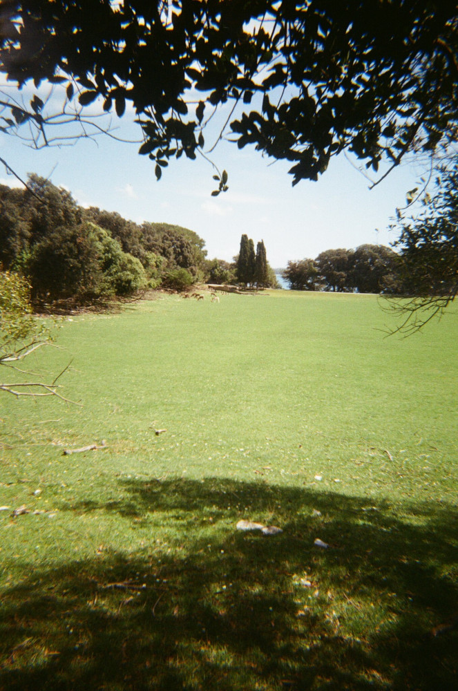 A green meadow, taken from the shadows of a tree on its edge. Between the trees on the opposite side, you can see a hint of blue sea.