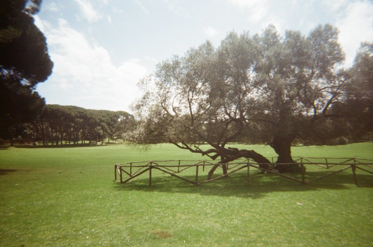 A 1,600 year old olive tree growing in a green meadow. It's surrounded by a low wooden fence to protect it and the meadow is surrounded by thicker, darker trees.