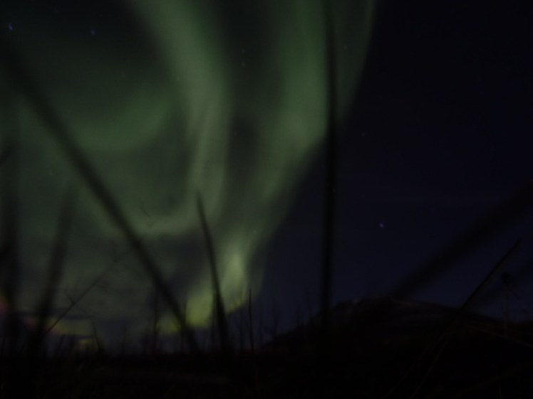A swoosh of green Northern Lights as seen from a camera placed in the grass, which is why there are black tendrils across the lights.