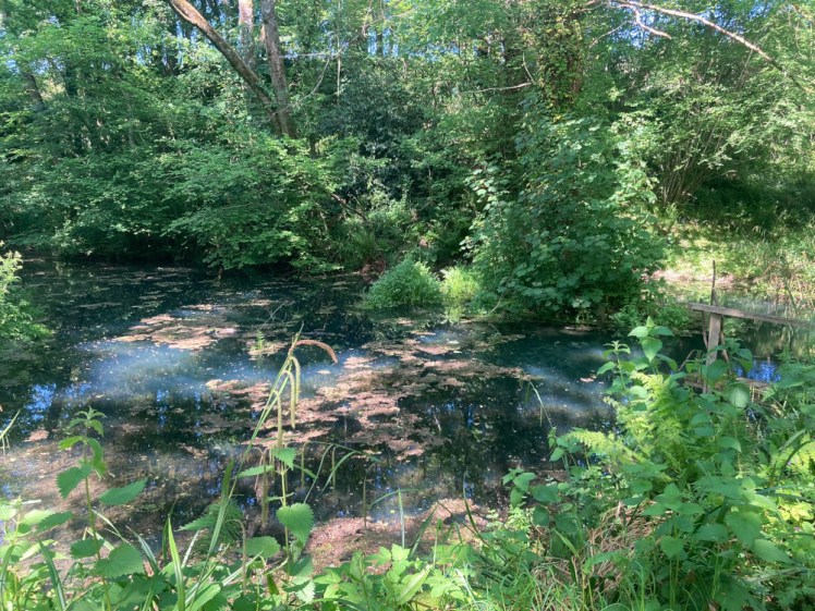 The smaller pond, which is deep in the woods. The water has a slightly oily blue sheen but is very clear and clean-looking.