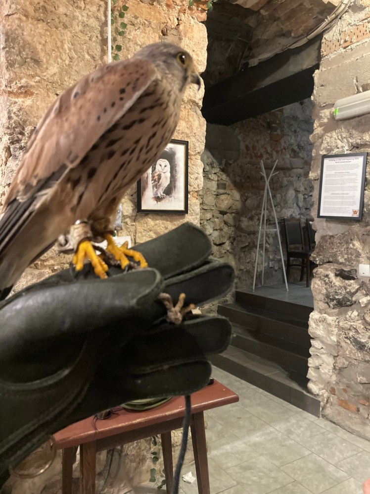 Stockton the kestrel perched on my gloved hand, looking the other way. I'm taking the selfie with my other hand.