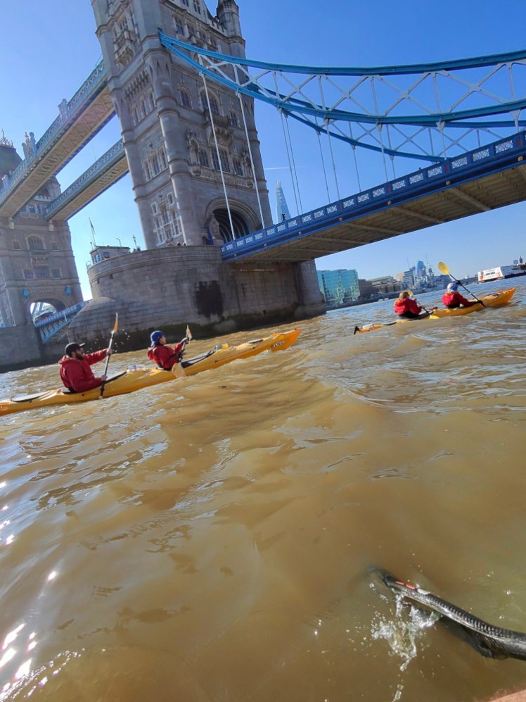 Two two-man kayaks about to paddle under Tower Bridge on a sunny day last year when the river was extremely brown, even by Thames standards.