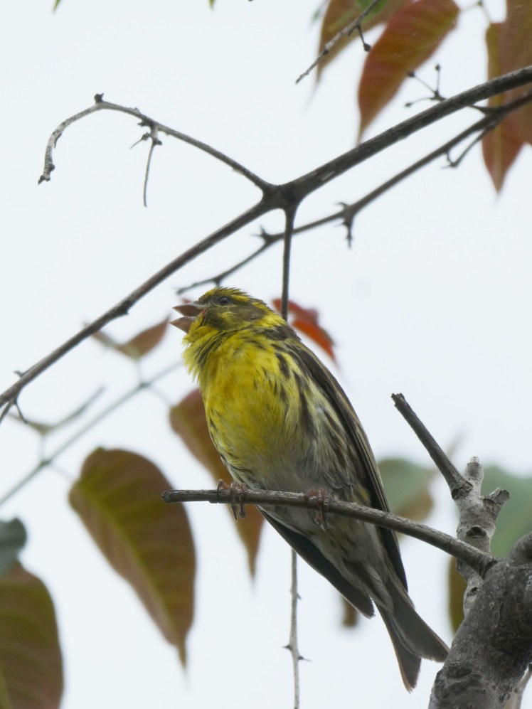 A European serin, a little yellow bird, singing on a twig above me.