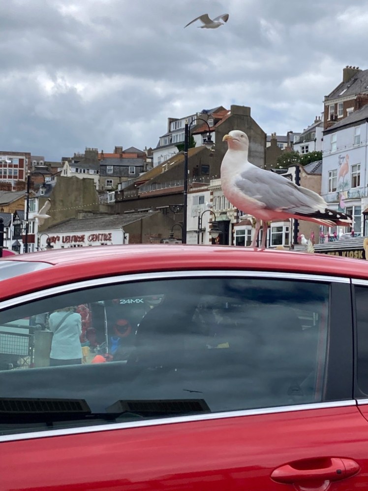 A large herring gull perched on a red car, exactly where it's best positioned to watch me eat and swoop in. Luckily, I'm an expert in not letting gulls get my food.