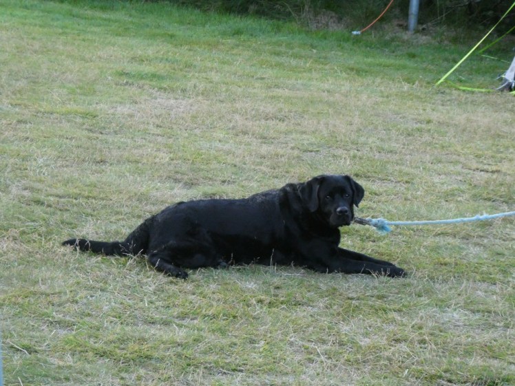 Mason, a black labrador, lying in the middle of the field staring at me. He's attached to a rope which is attached to his caravan but it gives him lots of space to wander around and visit his neighbours.