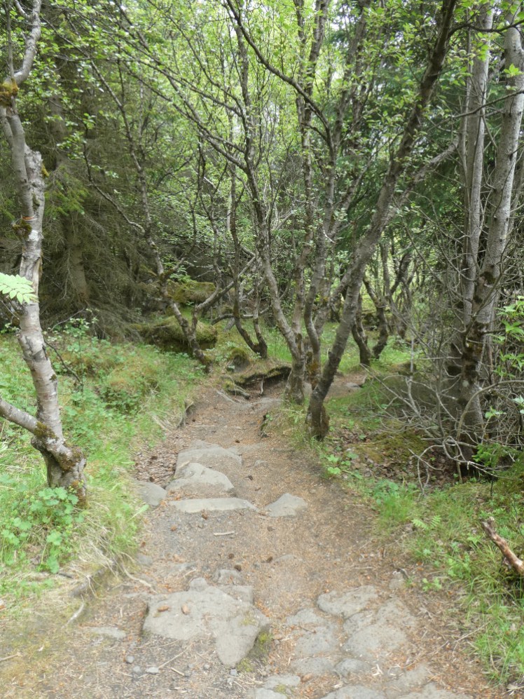 A path through the trees as I walked down Öskjuhlíð from Perlan. Forests are unusual in Iceland.