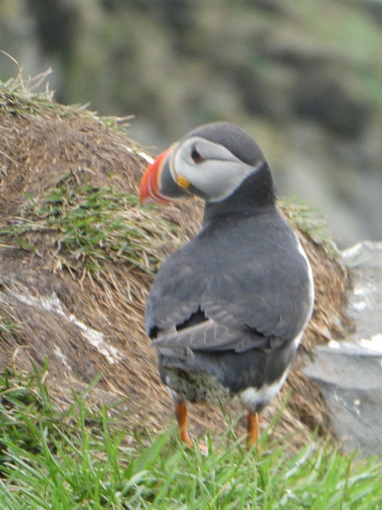 A puffin standing on top of the cliff, looking back at me over its shoulder.